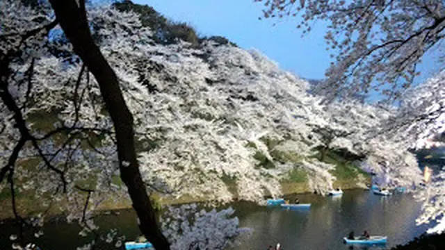 東京も桜が開花! 美しい桜のお薦めスポットをいっぱいまとめました。