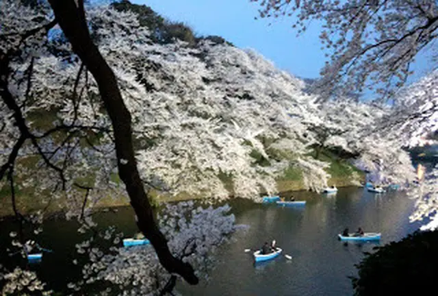 東京も桜が開花！　美しい桜のお薦めスポットをいっぱいまとめました。