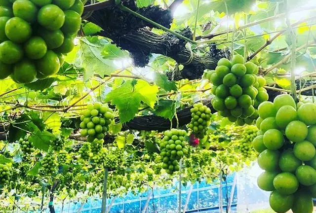 もも、ぶどう、マスカット♡色とりどりの岡山へ