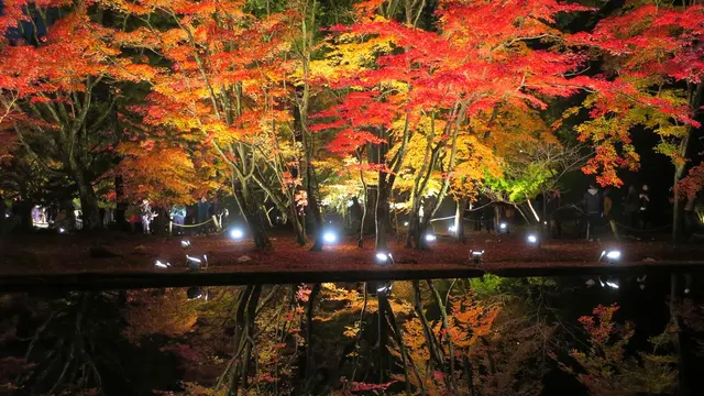 幻想的ライトアップ!曽木公園の逆さ紅葉