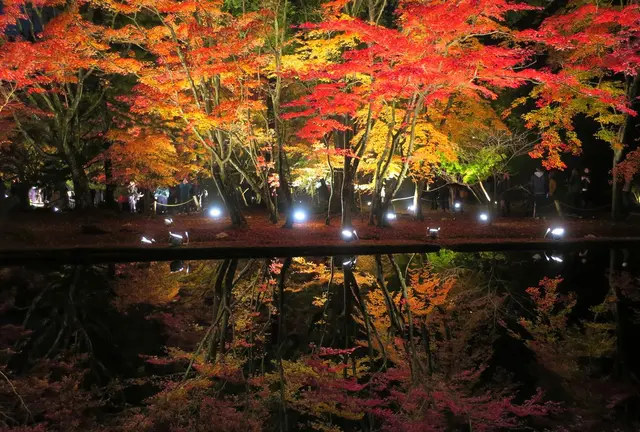 幻想的ライトアップ！曽木公園の逆さ紅葉