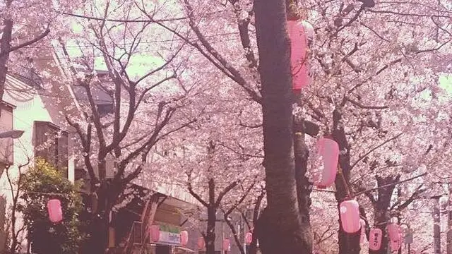 桜並木通りで美味しいお店をめぐるお散歩デート♡(西小山)