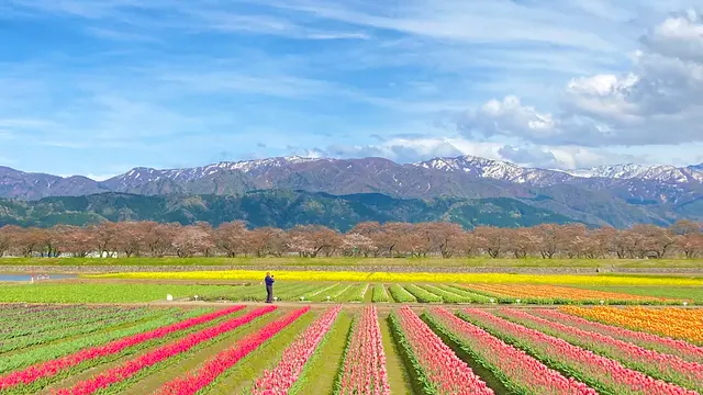 🌸春にしか出会えない景色を見に行こう~富山編~