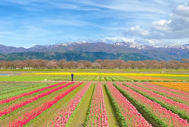 🌸春にしか出会えない景色を見に行こう～富山編～