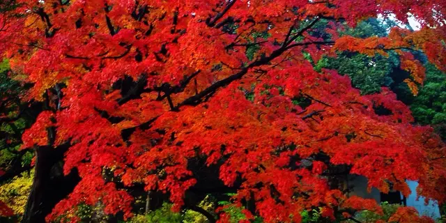 バラと紅葉と絶品ビストロの駒込散歩