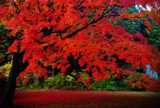 バラと紅葉と絶品ビストロの駒込散歩