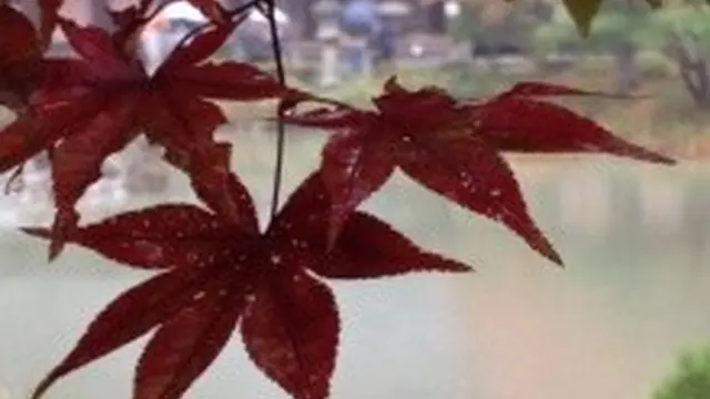 現代にいきる浄土庭園、浄瑠璃寺
