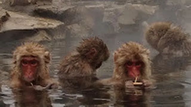 今だけ!ここだけ!スノーモンキーと湯めぐりの旅