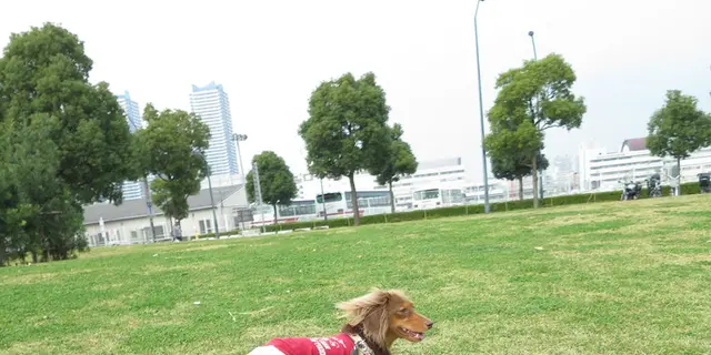 愛犬と一緒にＭＭ２１散歩