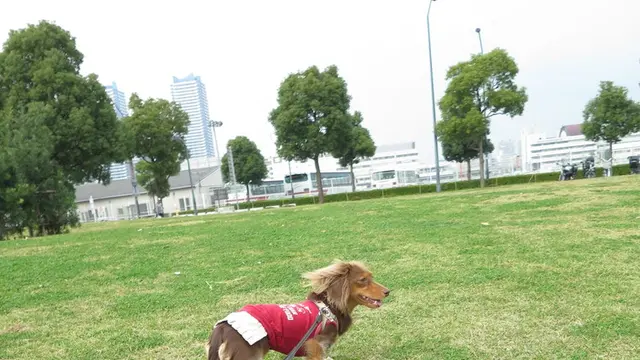 愛犬と一緒にMM21散歩