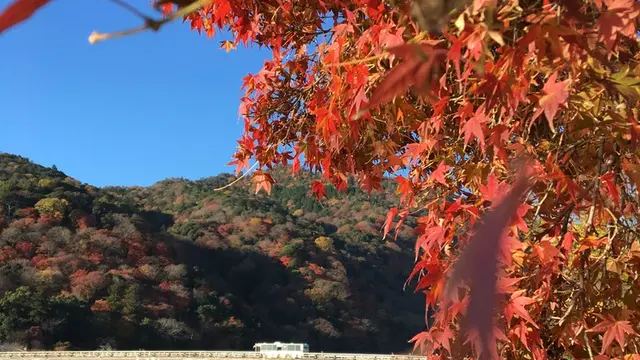 決定版！1泊2日で京都の紅葉を楽しむプラン