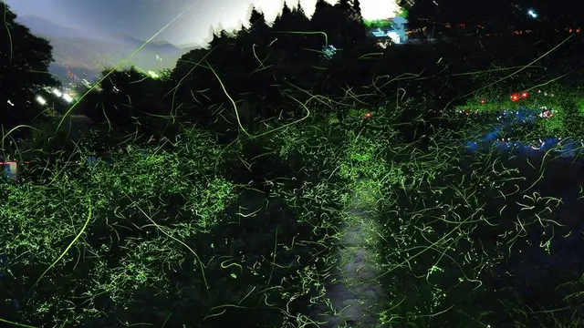 【6月】南信州駒ヶ根「さくらんぼ食べ放題＆東日本一蛍の名所辰野ほたる祭り」梅雨でも楽しい酒蔵巡り