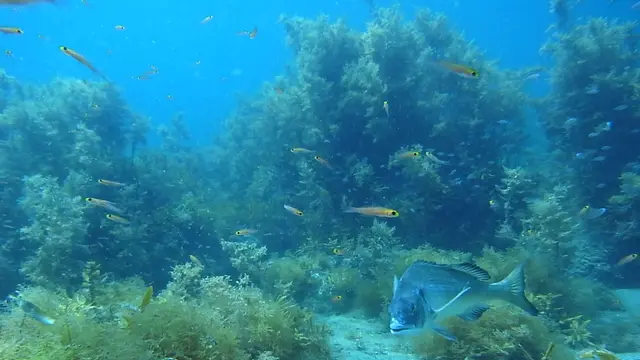 佐渡の海でダイビング！
