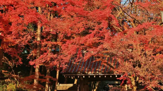晴れ時々滋賀紅葉巡り