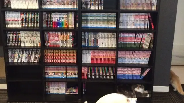 たくさんの猫たちとまったり♪