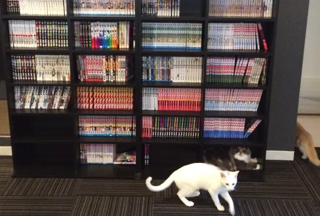 たくさんの猫たちとまったり♪