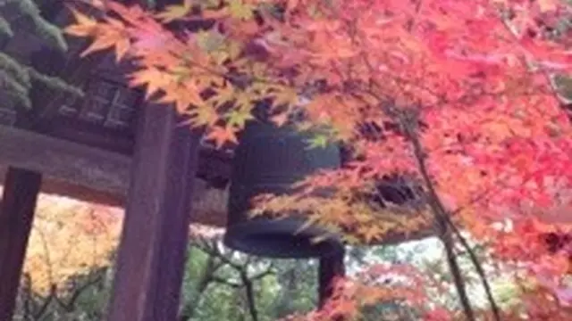 鷹峯光悦寺、源光庵を見て、紅葉の穴場鏡石通りを通り金閣寺、北野天満宮、千本釈迦堂へたどる欲張りコース