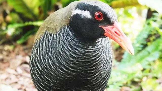 沖縄 やんばるを満喫 ヤンバルクイナからジンベイザメへ
