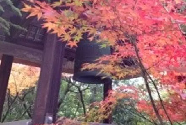 鷹峯光悦寺、源光庵を見て、紅葉の穴場鏡石通りを通り金閣寺、北野天満宮、千本釈迦堂へたどる欲張りコース