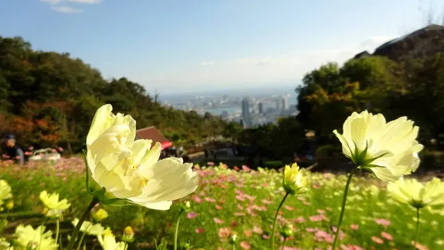 草花と香りのテーマパーク♡癒しのハーブガーデン♡神戸布引ハーブ園へ