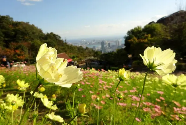 草花と香りのテーマパーク♡癒しのハーブガーデン♡神戸布引ハーブ園へ