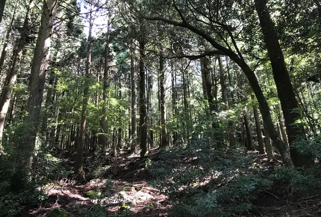 天城を越えて…天城に泊まる！
