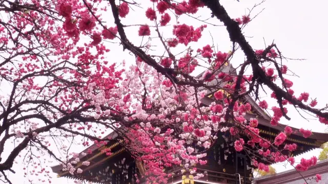 愛知県一宮市♪真清田神社祭礼と”古きよき時代の建物”を訪ねて…!