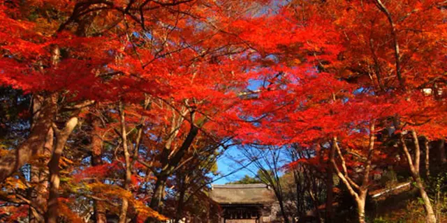 京都駅を起点に洛東･東山の紅葉名勝めぐり
