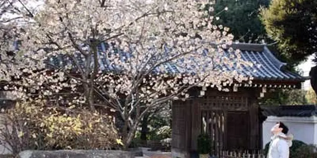 戸越銀座でお花見＆食べ歩き。