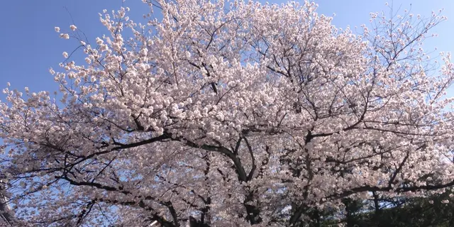 京都東山～さくらめぐりby京都市未来まちづくり100人委員会