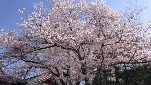 京都東山~さくらめぐりby京都市未来まちづくり100人委員会