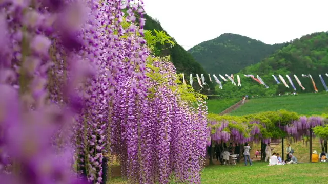 竹田城跡近辺にある山陰一の藤の花が咲く公園