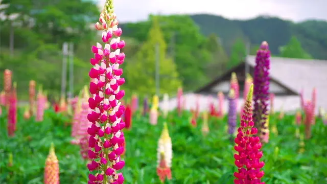 カラフルなルピナスが見頃です