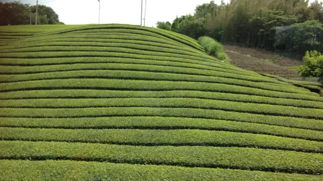 和束でお茶と緑を楽しむ