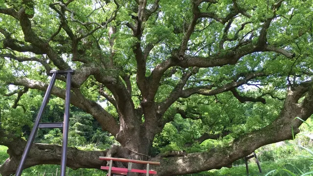 夏休みは志々島で大楠に触れよう