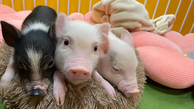 マイクロブタカフェで癒し