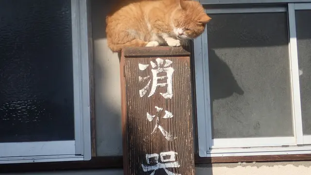 川戸周辺の知られざるスポット巡り~癒しもあるよ♪~