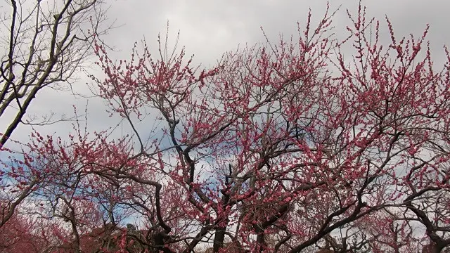 偕楽園梅まつり＆水戸市内散策