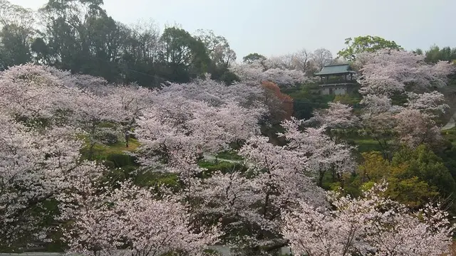 桜咲く菊池公園散策&日本の名湯百選菊池温泉でつるつる美肌の温泉三昧