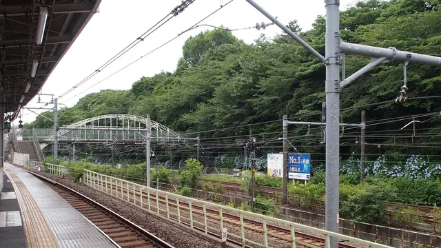 飛鳥山公園のアジサイ見てきたよー