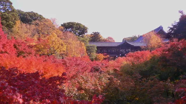 狭～く深～く♪紅葉を楽しむ京都、東福寺