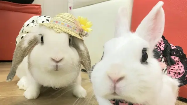 絶対癒される！池袋の動物カフェ(うさぎ・ねこ・フクロウ)＋サンシャイン水族館