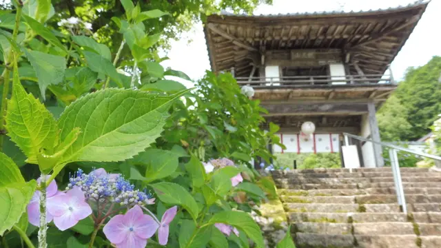 あじさいの山寺、三光寺と古田紹欽記念館