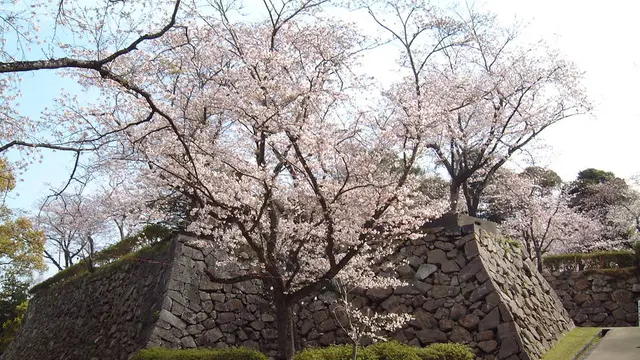 【宮崎冬の花旅】四種類の花が彩る早春の延岡など冬の花が楽しめるスポットを紹介！