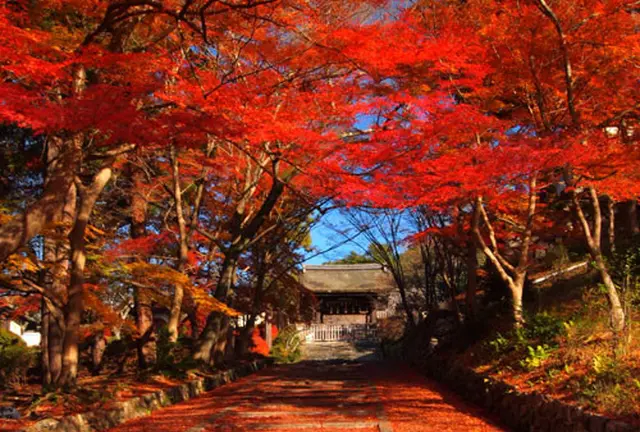 京都駅を起点に洛東･東山の紅葉名勝めぐり