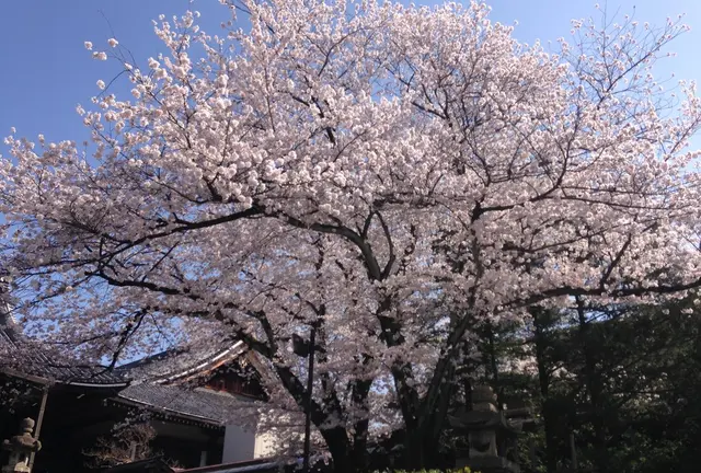 京都東山～さくらめぐりby京都市未来まちづくり100人委員会