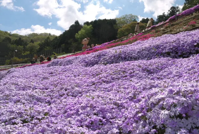 春の芝桜と姫路夢前地区オススメスポット巡る旅
