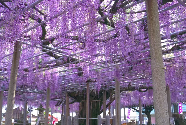 GWが見ごろ！大歳神社の千年藤