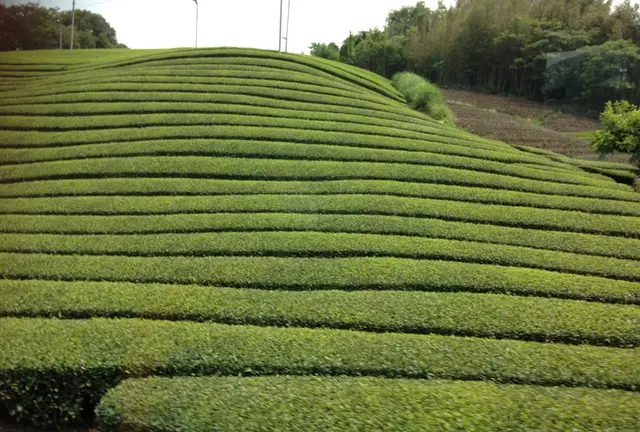 和束でお茶と緑を楽しむ
