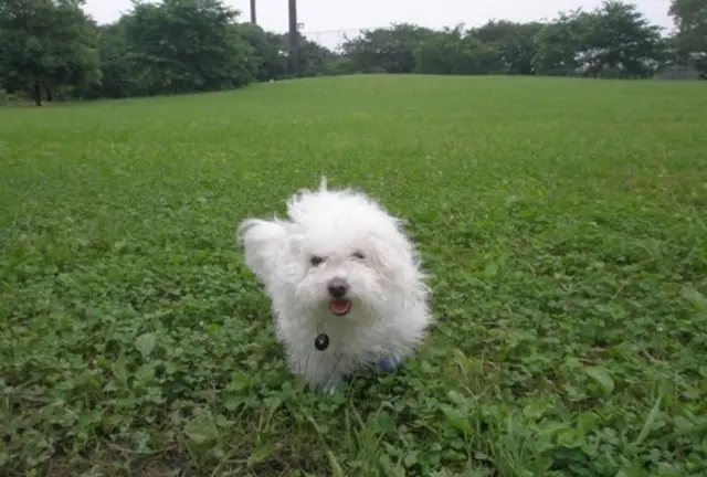 愛犬シャビと初めてのデート♪